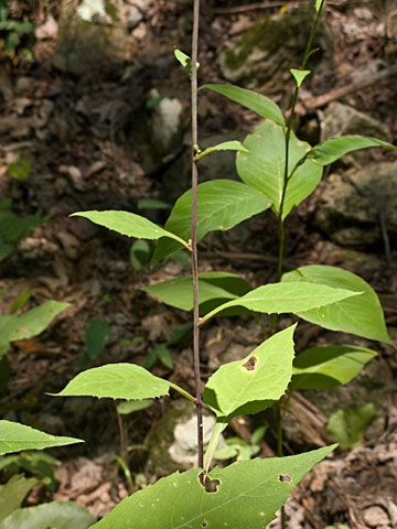 leaves and stem